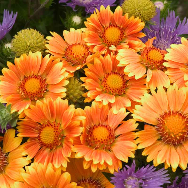 Gaillardia x grandiflora 'Oranges and Lemons' (Blanket Flower)